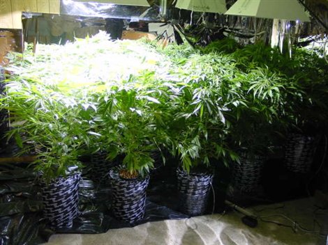 How to Grow Weed  Indoors 