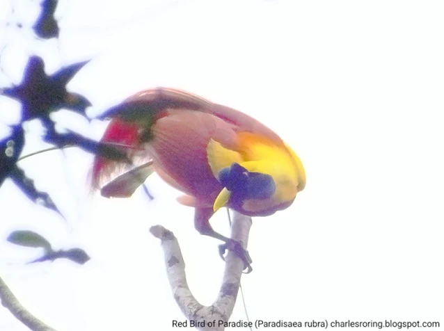 Red Bird of Paradise from Saporkren of Waigeo island