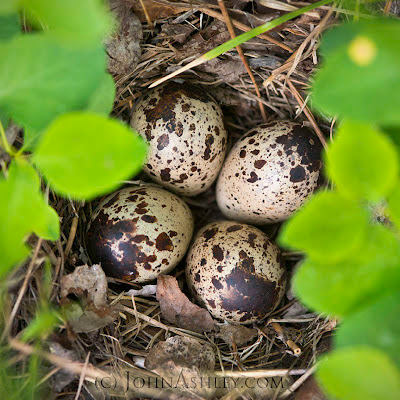 Spotted Sandpiper nest with four eggs (c) John Ashley