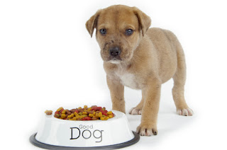 Dogfood dan Catfood Menyebabkan Kanker