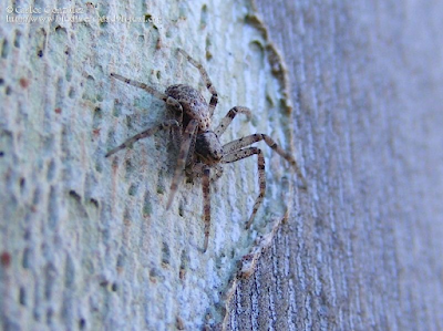 http://www.biodiversidadvirtual.org/insectarium/Philodromus-sp.-img541381.html