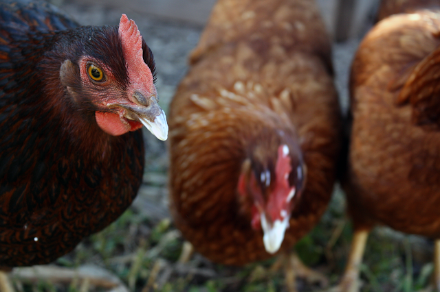 chickens eating yogurt