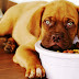 Ποιες τροφές είναι επικίνδυνες για τον σκύλο σας