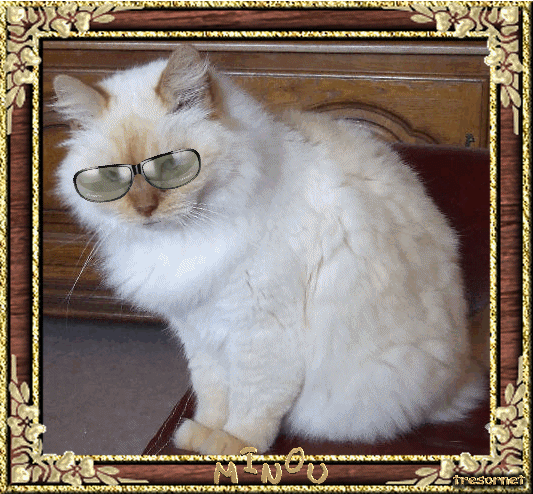 gatos (1)