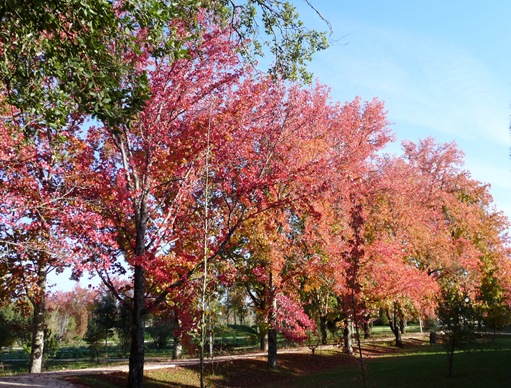 33. Parque municipal - mealhada