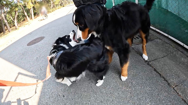 保護犬 ボーダーコリー トーマ 稲毛海浜公園