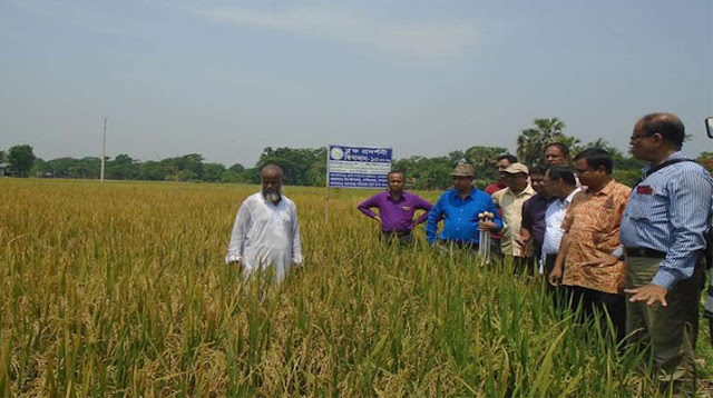 গোপালগঞ্জে জলবায়ু সহিষ্ণু ধানের বাম্পার ফলন কৃষকের মুখে হাসি