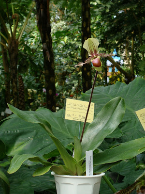 Grow and care Paphiopedilum chamberlainianum orchid - Chamberlain's Paphiopedilum