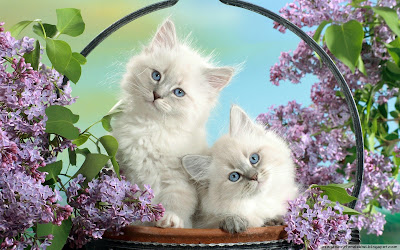gatitos-ojos-celeste-canasta-tiernos-blancos-fondos-wallpaper-flores