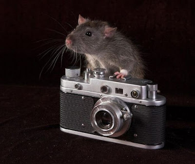 Animal With Camera Seen On www.coolpicturegallery.us