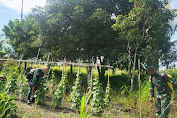 Satgas Kodim Maluku Utara Yonif RK 732/Banau Dampingi Masyarakat Bercocok Tanam di Kebun