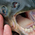 ¡Insólito! Pez que come testículos y tiene dientes humanos aterroriza a pescadores