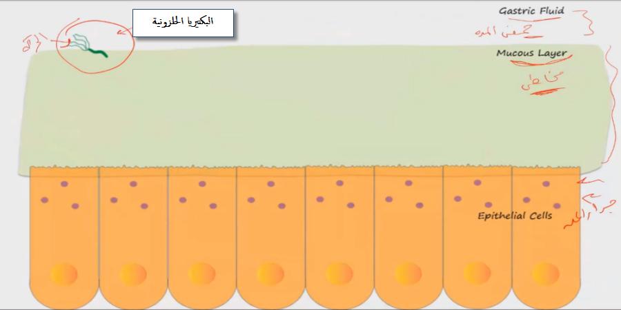 جدار-المعدة-لماذا-لا-تهضم-المعدة-نفسها