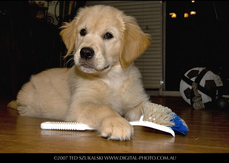 golden retriever puppy running. Bossing: My Golden Retriever