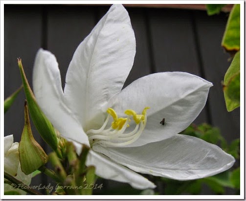 07-04-white-orchid-tree2