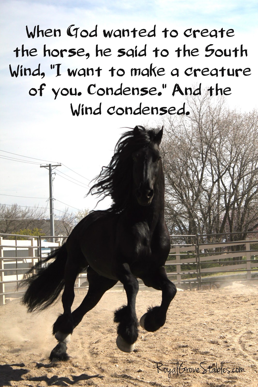 Royal Grove Stables Blog: INSPIRATIONAL HORSE QUOTES