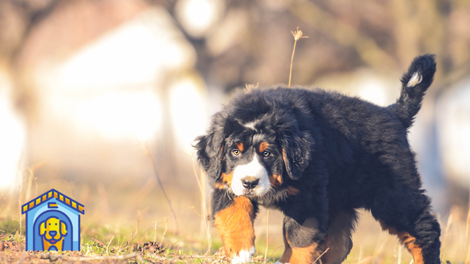 Bernese Mountain Dog Puppies: Your Guide to Joyful Companionship