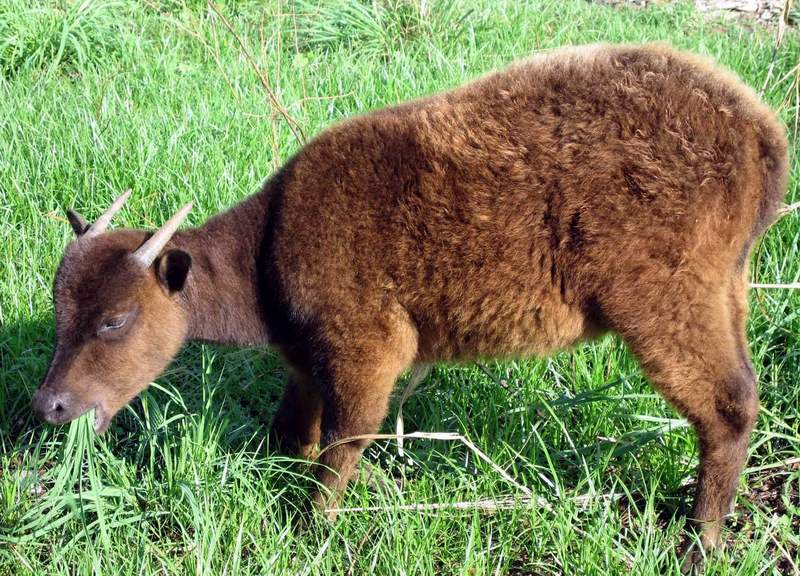  Gambar  Binatang Anoa Pegunungan