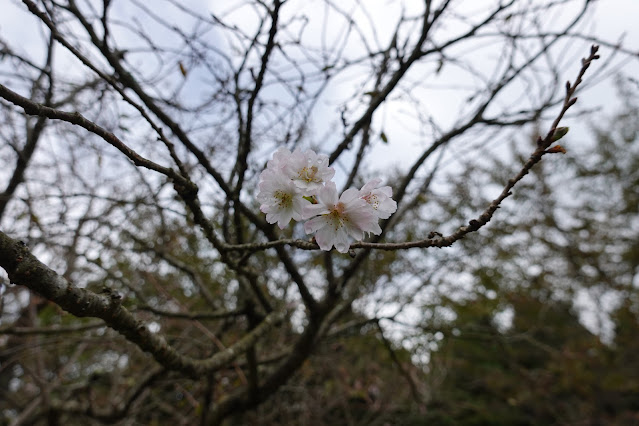 鳥取県西伯郡南部町鶴田　とっとり花回廊　桜の広場　十月桜
