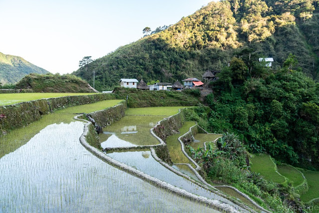 Pula-Région de l'Ifugao-Luçon-Philippines