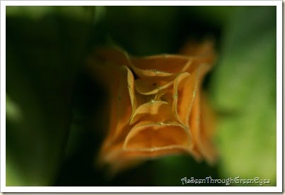 yellow shrimp plant macro