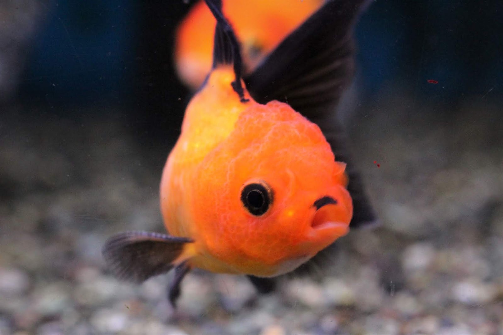 アクアテイク ｅ ブログ 冬場の金魚飼育 室内 の注意点 トリカラーオランダご紹介