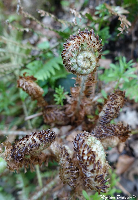 fougere fern