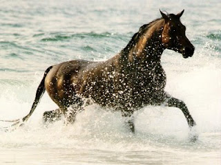 Beautiful Horses Wallpapers