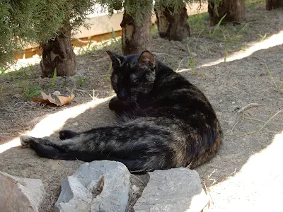 バレンシア大学(Universitat de València)のさび猫