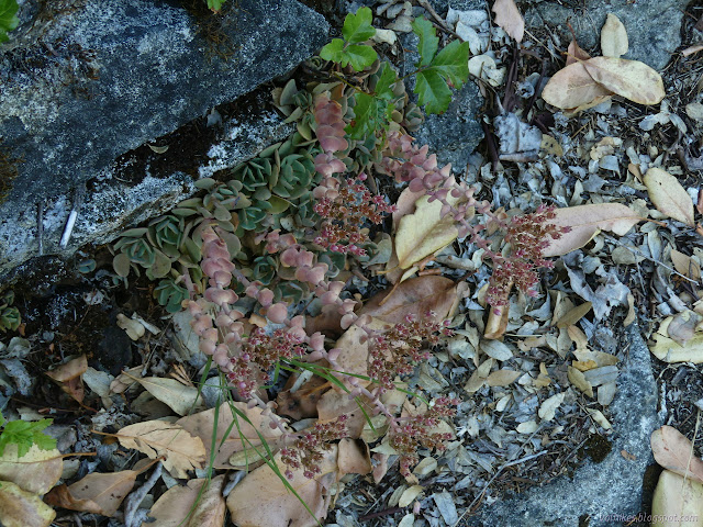 stonecrop in the rocks