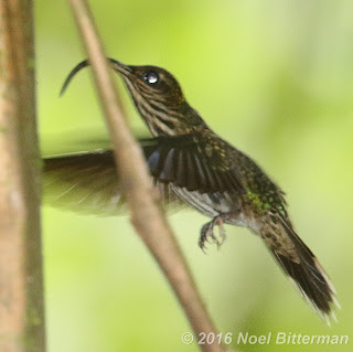 White-tipped SickleBill