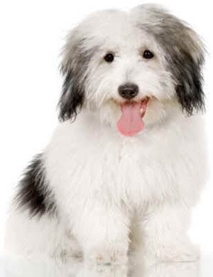 Small Breeds on The Linkster Blog  Blog   Breeds Of Small Dogs   Best Small Dog Breeds