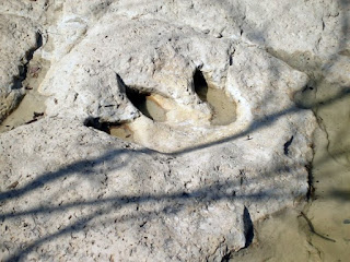 More of the dinosaur tracks near Glen Rose, Texas, are being revealed by the 2022 drought. Genesis Flood models of creation science can explain them.