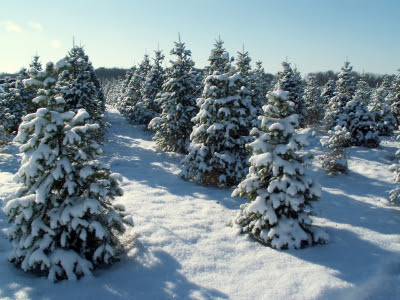 christmas tree snow