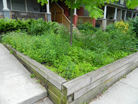 Leslieville Toronto Front Garden Weeding and Makeover Before by Paul Jung Gardening Services--a Toronto Organic Gardener