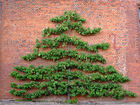 Espalier pears at Ingatestone Hall