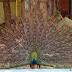 Photography: Peacock in all its glory