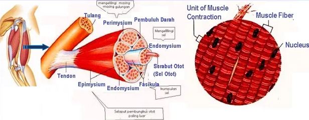  Perhatikan  gambar  jaringan hewan  berikut  Fungsi jaringan 