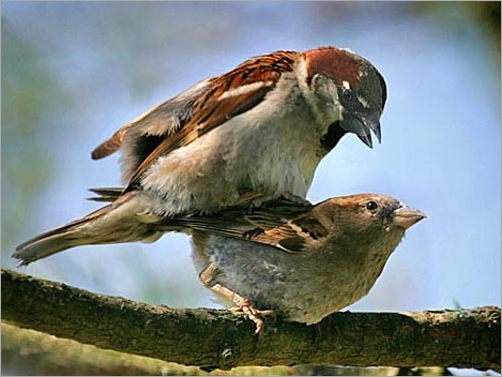 Animal Typed Love