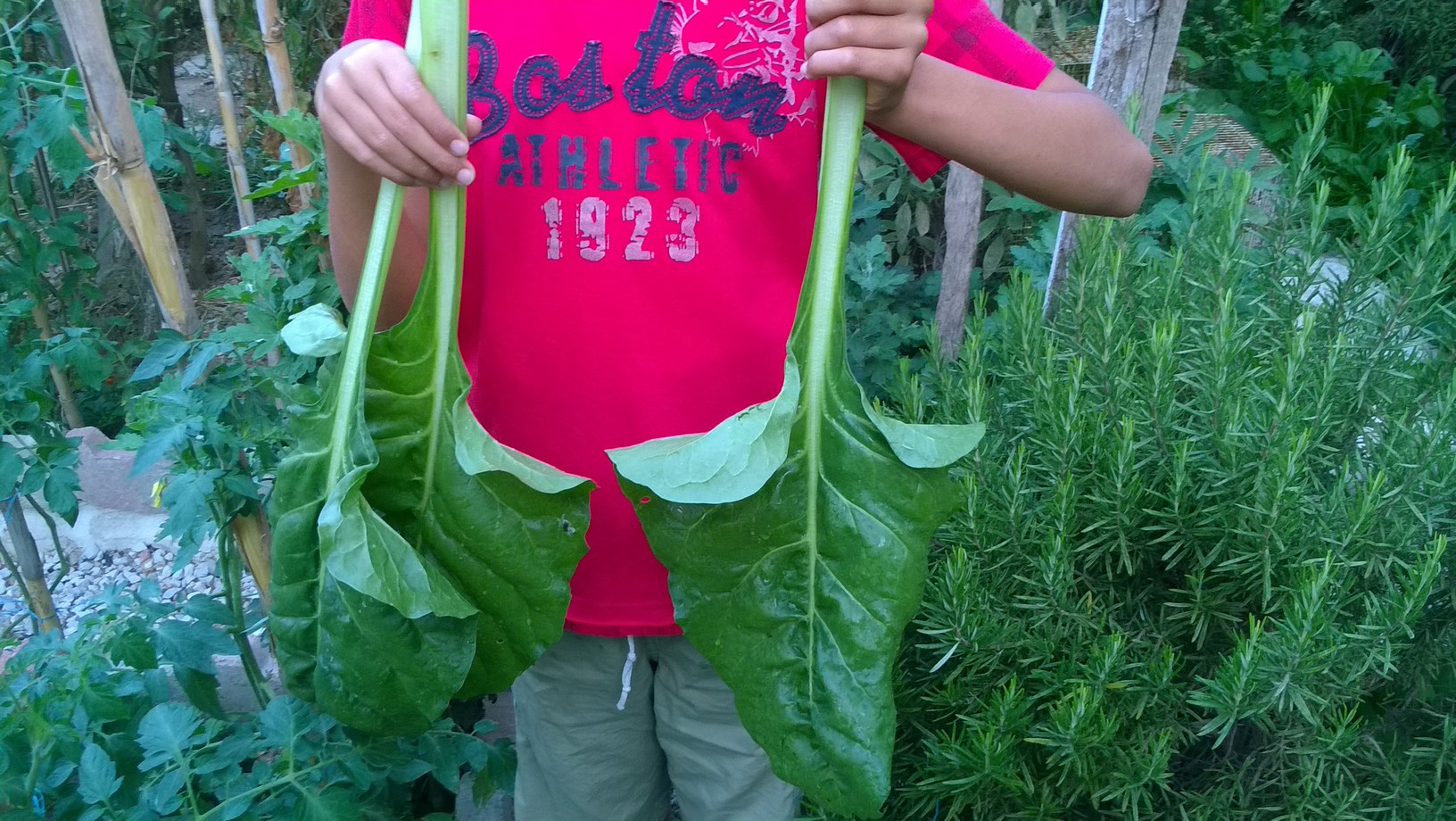 I have been growing chard with very little trouble and have always relished it with my family!