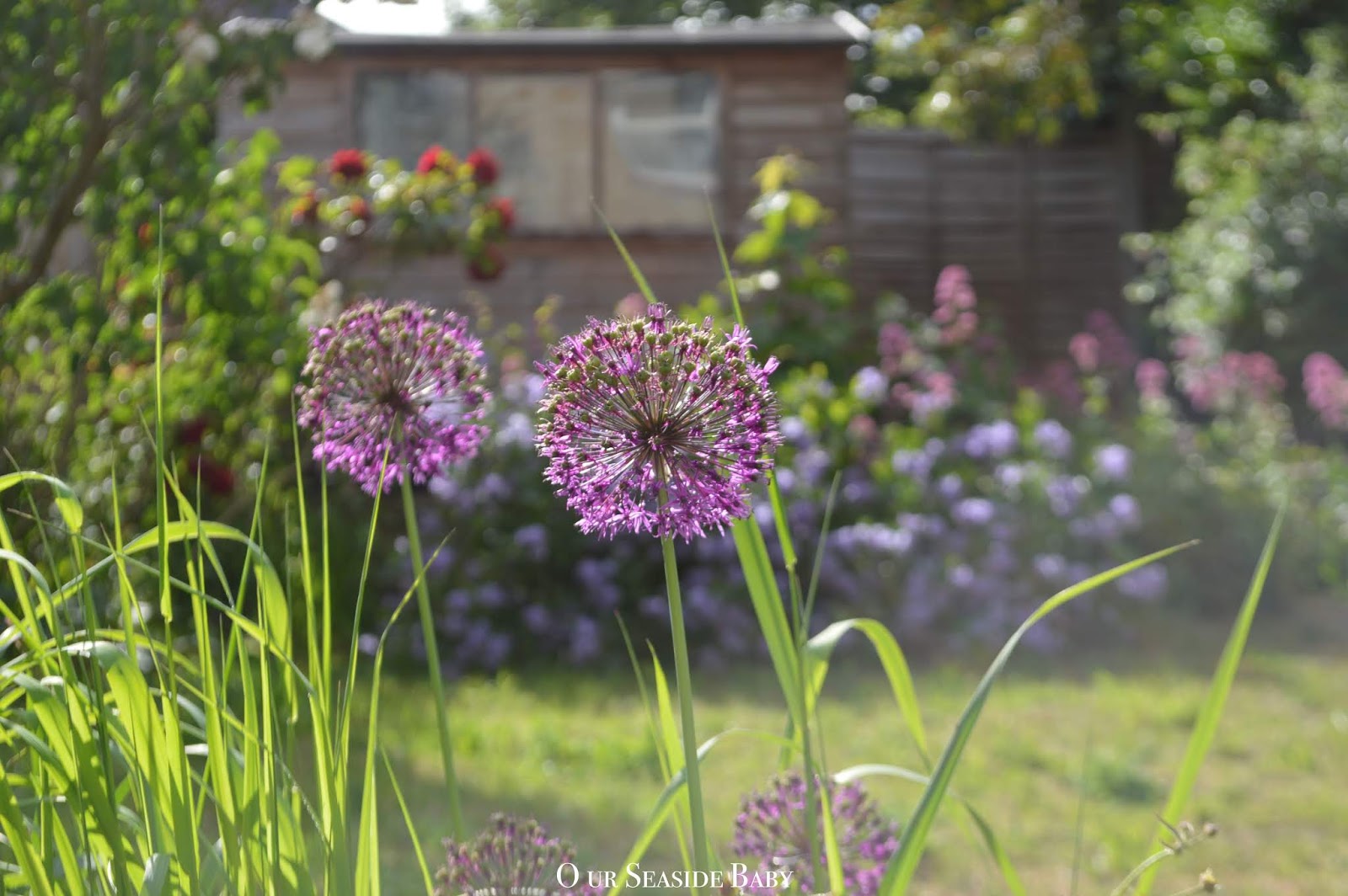 Updating my summer garden 