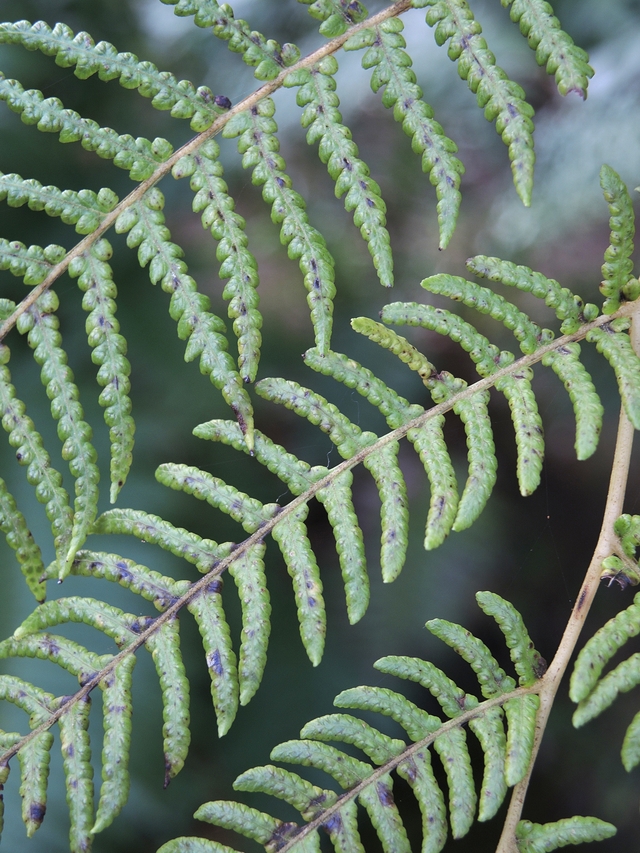 Portugal: De tuin van het paleis van Monseratte in Sintra