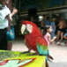 View album