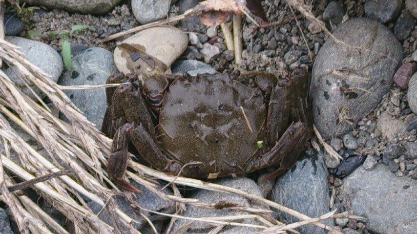 東京淡水魚図鑑 モクズガニ