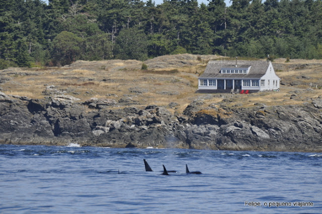 orca_spirit_adventures_orcas_victoria_canada