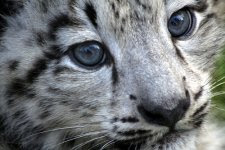 Snow Leopard