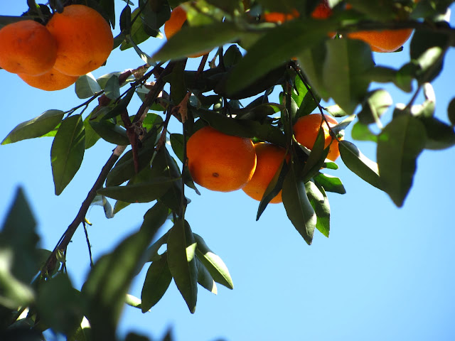 Oranges at Rimbi - Pelling