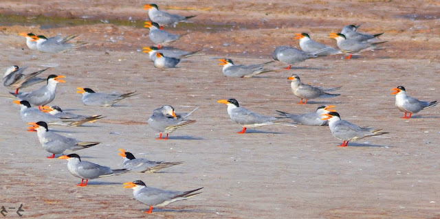 River tern (Sterna aurantia) or The Indian river tern