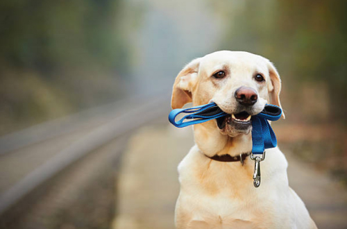 dog with leash in mouth