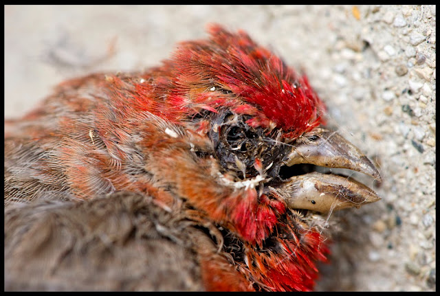 Bird; Death; Autumn; Purple Finch